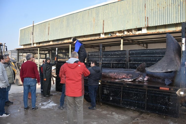 Dünyanın en büyük ikinci köpek balığı İzmir’de ağlara takılmıştı... Dev camgöz mumyalanarak müzede sergilenecek!