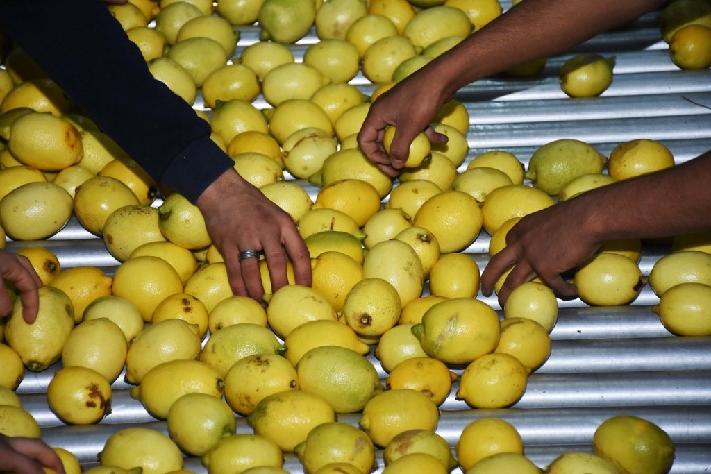 Limonun faydaları neler? Limon hangi hastalıklara iyi gelir?