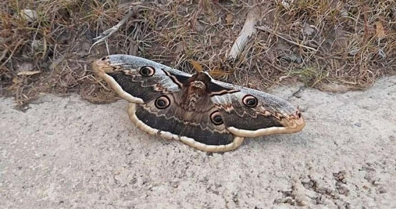 Avrupa’nın en büyük kelebeği Çanakkale’de görüntülendi