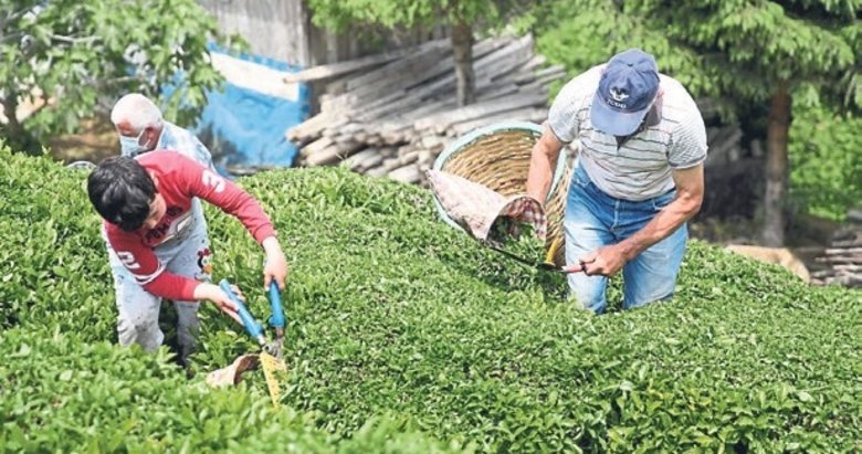 Çaykur’dan tarihin en yüksek yaş çay alımı