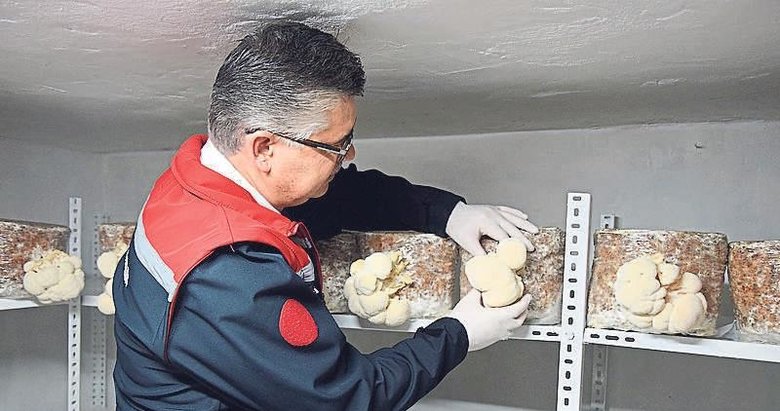 Evin bodrumunda aslan yelesi mantarı üretiyor