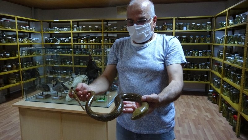 Aydın’da 150 sürüngen türünü toplayıp kurduğu müze ilgi görüyor