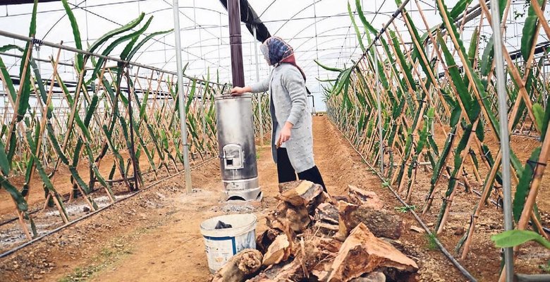 Pandemide ejder meyvesi ile tanıştı hayatı değişti
