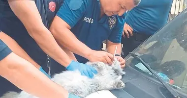 Manisa’da her şey kediler için