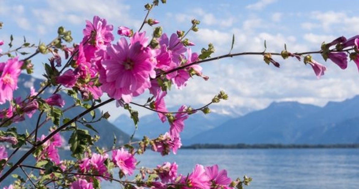 tum canlilarla konusan peygamber hz suleyman ramazan haberleri