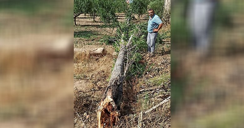 İzmir’de yağış ve rüzgar ağaç devirdi