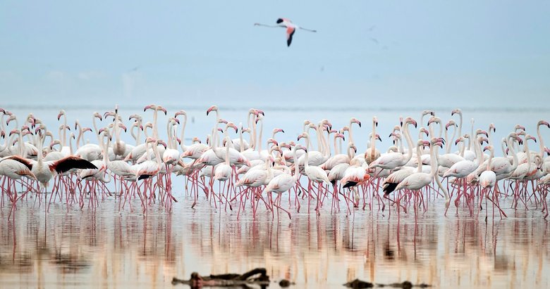 İzmir’in flamingo kreşi