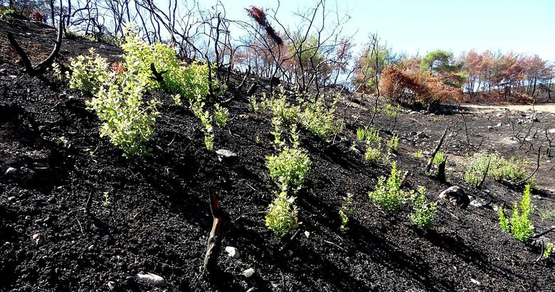 Yangınlarda zarar gören ormanlar yeşillendirildi