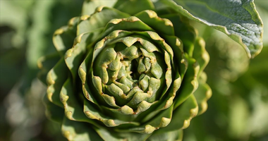 Baharın gizli kahramanı: Enginar