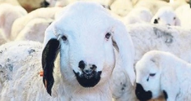 Hayvancılığa can suyu projesi