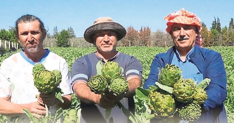 Urla’da enginar mesaisi sürüyor