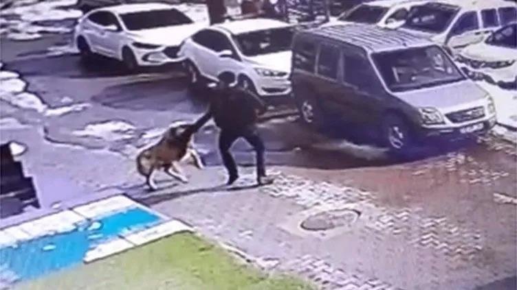 Sokak hayvanları düzenlemesi tamam: İşte madde madde tüm detaylar