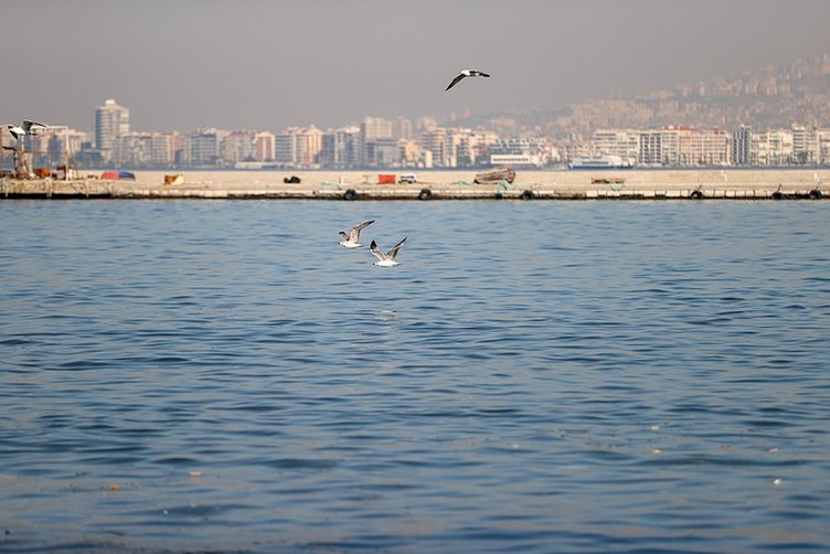 İzmir Körfezi’nde balık ölümlerine pompalı müdahale!