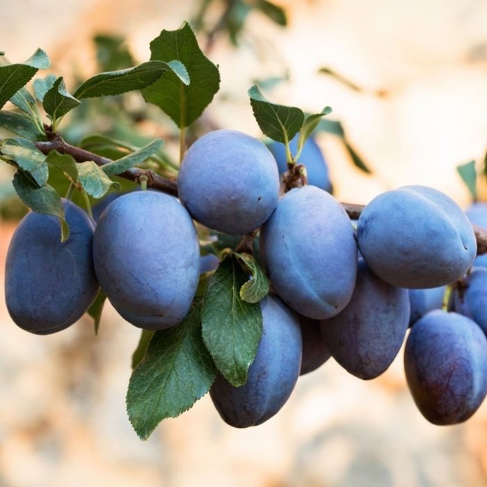 Mürdüm eriği hangi hastalıklara iyi gelir? Kilo verdirir mi?