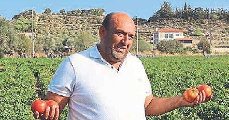 Datça’da güz domatesi hasadı