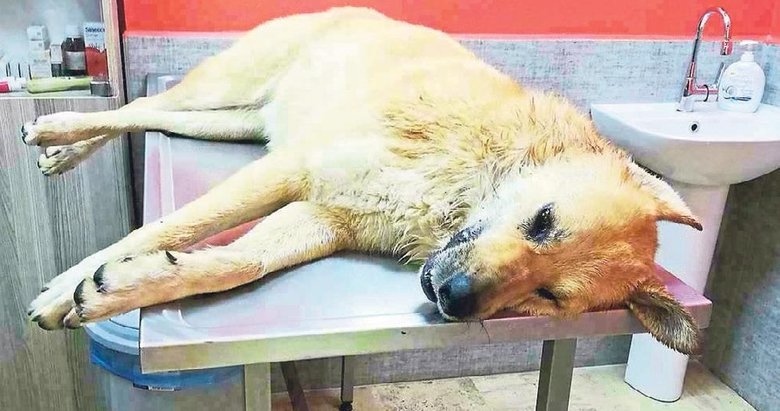 Köpek katliamcısını ihbar edene para ödülü