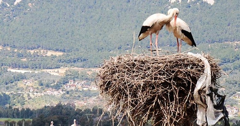 Yüzyıllardır Ege’nin bu köyüne uğramadan geçmiyorlar! Bu sene erken geldiler