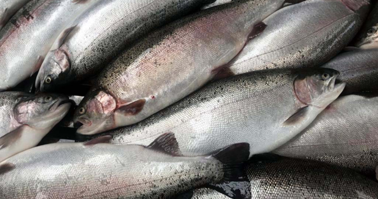 Türk somonu ihracatı 2025 yılına yükselişle başladı