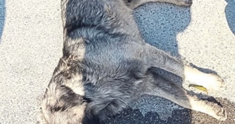 Yılanın ısırdığı köpek için mahalleli seferber oldu