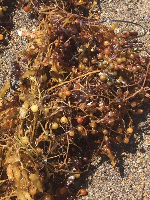 Dikili kıyılarında görülmüştü! Sargassum zararlı mı?