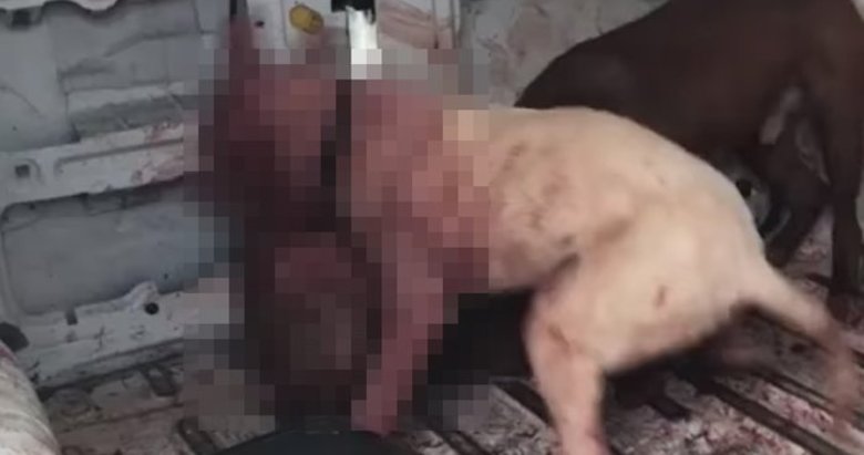 Hayvanlar açlıktan birbirini parçalamıştı! Çanakkale’deki barınakta ikinci vahşet