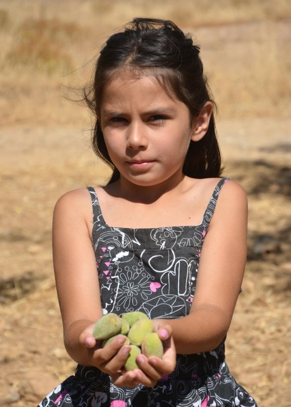 Datça’da taze badem hasadı başladı, sadece 20 gün devam ediyor