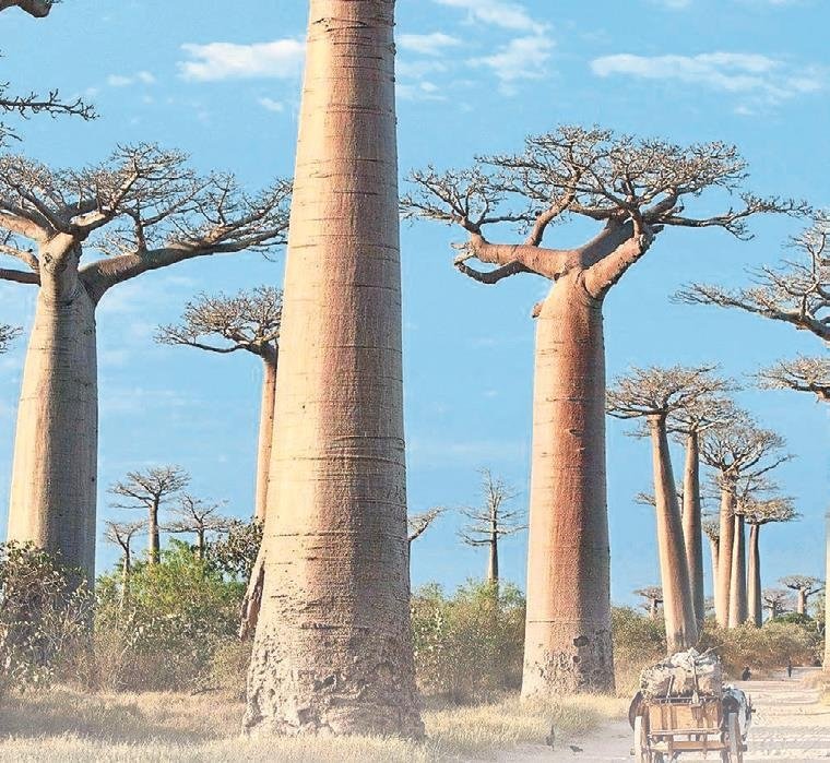 Şimdi Afrika zamanı