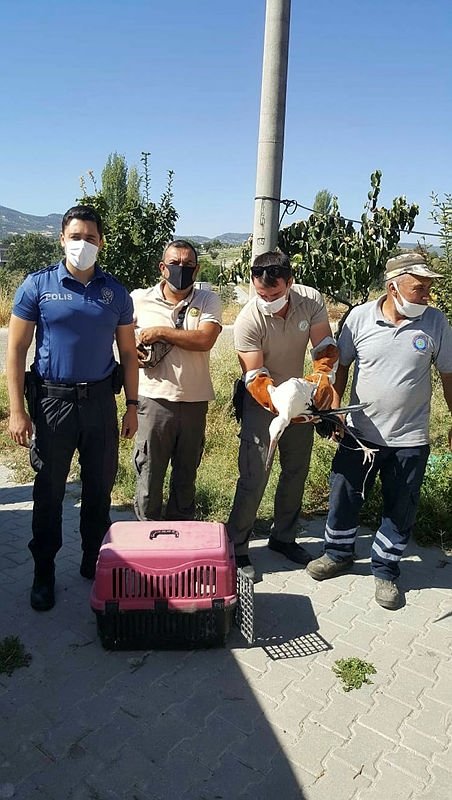 Polisin duyarlılığı leyleğin hayatını kurtardı