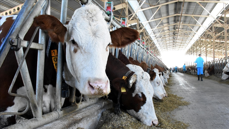 TÜİK verileri açıklandı! Büyükbaş ve küçükbaş hayvan sayısında artış