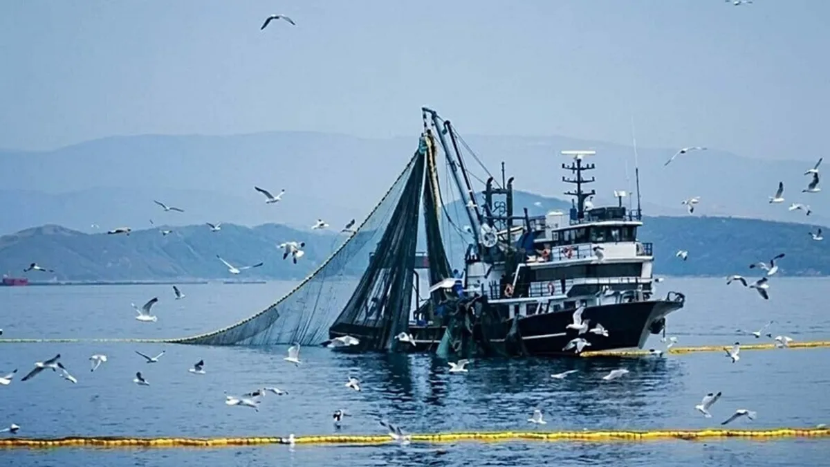İzmir'in iç körfezi Akdeniz'in en zengini! Balıkçılıkta rekor yılı