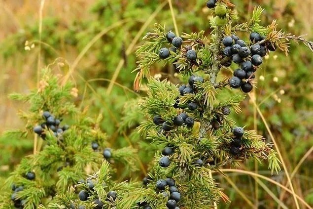 Etkilerine gerçekten inanamayacaksınız! Kansızlıktan saç dökülmesine kadar...