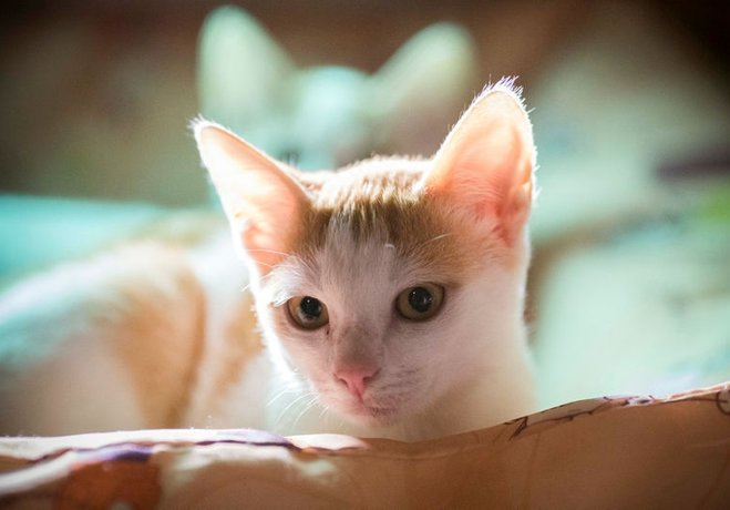bir kedi almadan once bilmeniz gerekenler ozel haberleri