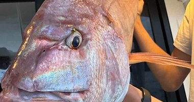 Tam 12 kilo! Çanakkale’de dev mercan balığı şoke etti