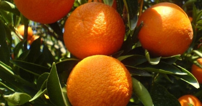 Köyceğiz Portakalı için coğrafi tescil çalışması başladı