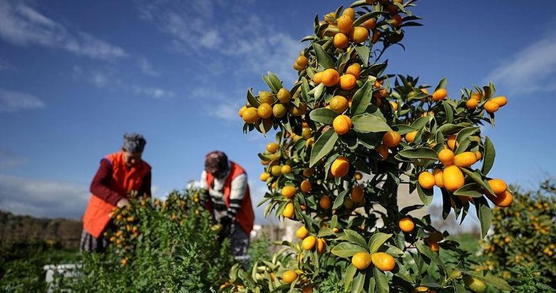 İzmir’de deneme amaçlı yetiştirilen altın portakalda ilk hasat yapıldı
