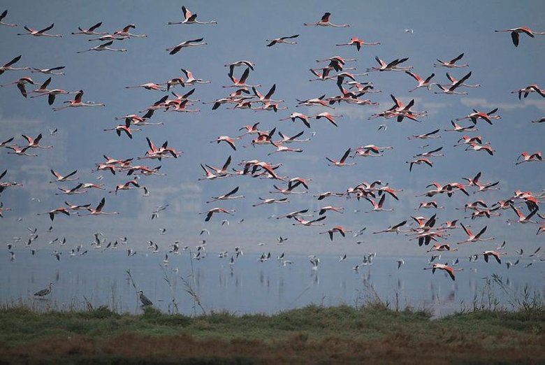 Gediz Deltası’nda kış kuşları kayıt altına alınıyor! İzmir Kuş Cenneti’nde nüfus sayımı