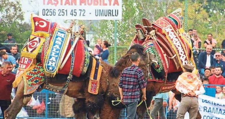 Aydın’da sezonun ilk deve güreşi festivali yapıldı