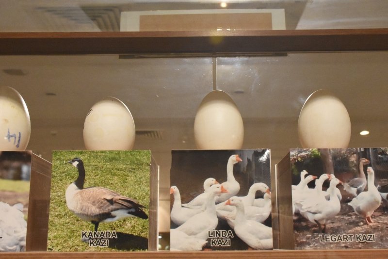 Afyonkarahisar’da Yumurta Müzesi görenleri şaşırttı