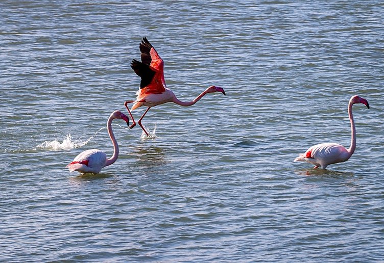 Ege’de sevindiren rakamlar! Geçen yıla oranla yüzde 40 artış