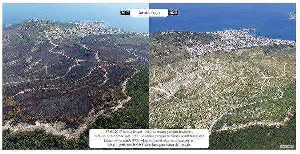 Yanan ormanlar küllerinden yeniden doğdu! 5 milyondan fazla ağaç dikildi