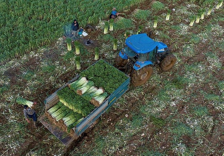 İzmir’de yağışlar çiftçinin yüzünü güldürdü: Hasat başladı