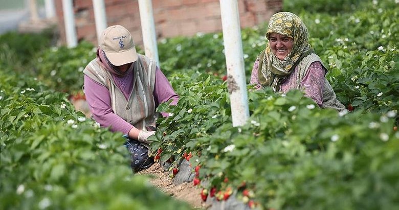 Menemen’deki Emiralem çileğinde hasat mesaisi! İzmir’den tüm Türkiye’ye gidiyor