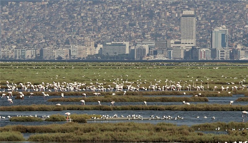Aralarında flamingoların da bulunduğu kuşların endişe veren ölümü