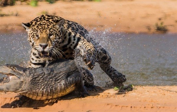Timsah ve jaguarın inanılmaz karşılaşması nefesleri kesti!