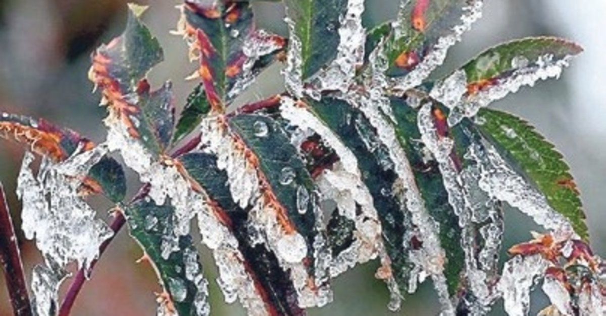 Meteoroloji’den zirai don uyarısı