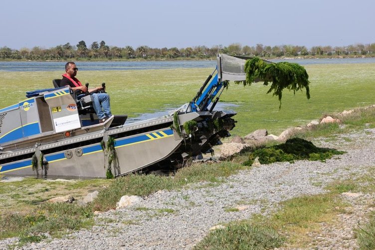 İzmir Çakalburnu Dalyanı’nda sudaki kirlilik deniz marullarını artırdı