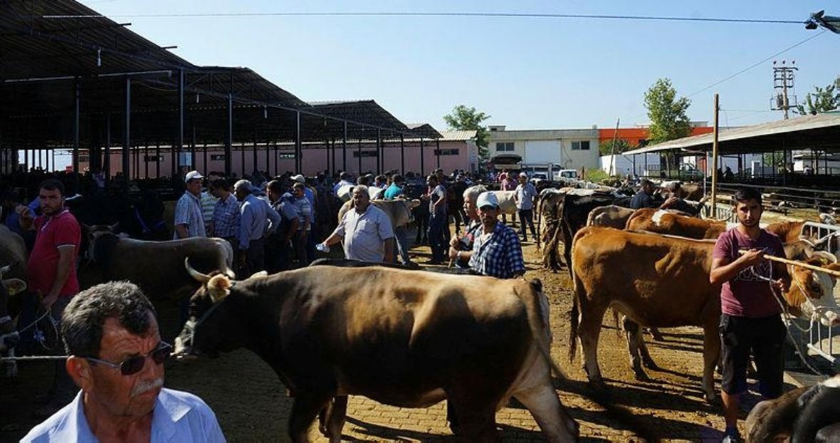 kovid 19 tedbirleri kapsaminda cestepe nazilli ve cine hayvan pazarlari acildi aydin haberleri