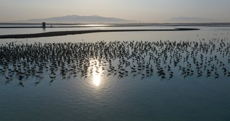 İzmir’in en önemli doğal alanlarından! Homa Dalyanı su kuşlarına yuva olmaya devam edecek