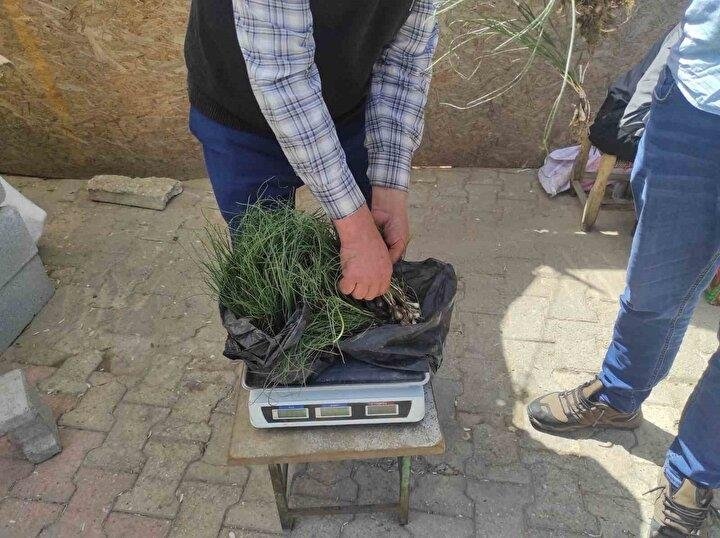 Bu bitkinin kilosu 5 bin TL! Faydalarıyla şaşırtıyor
