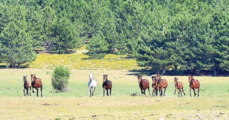 Serin yaylalar sizi çağırıyor